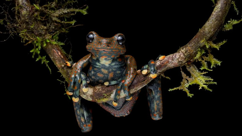 Spotted torrent frog, Santa Barbara Park, Ecuador